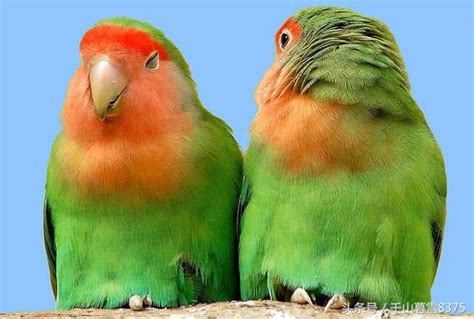 鳥種類 做愛你